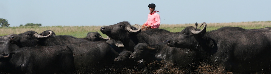 Herding buffalo in Corrientes