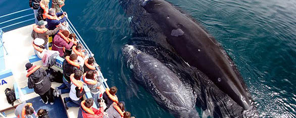 whale watching in argentina