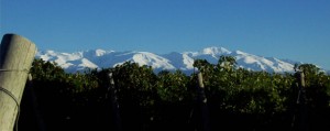 The vineyards of Mendoza