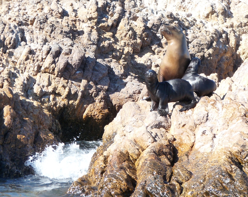 Patagonian Sea Lion - mother and pups