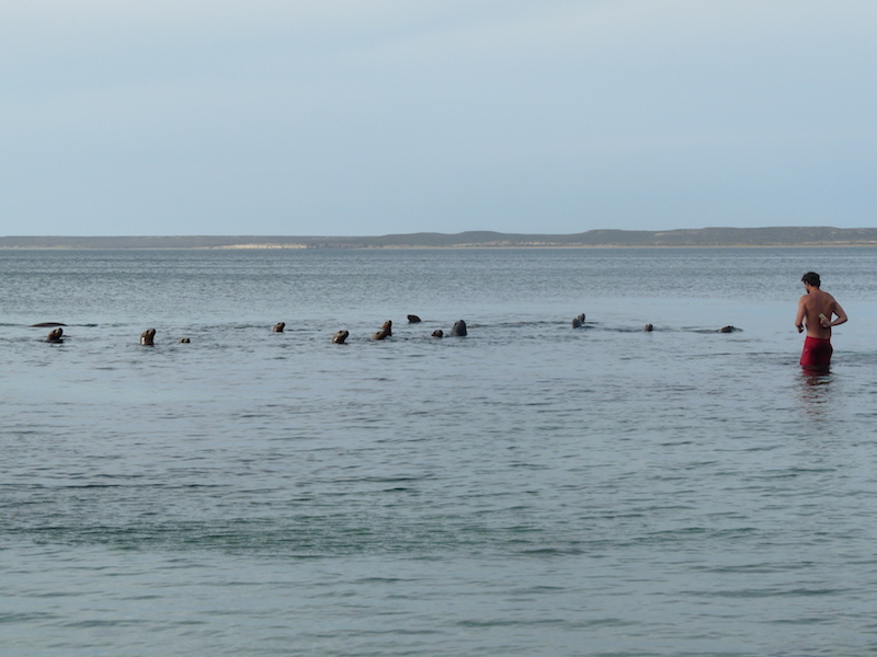 Sea Lion females coming to say hello